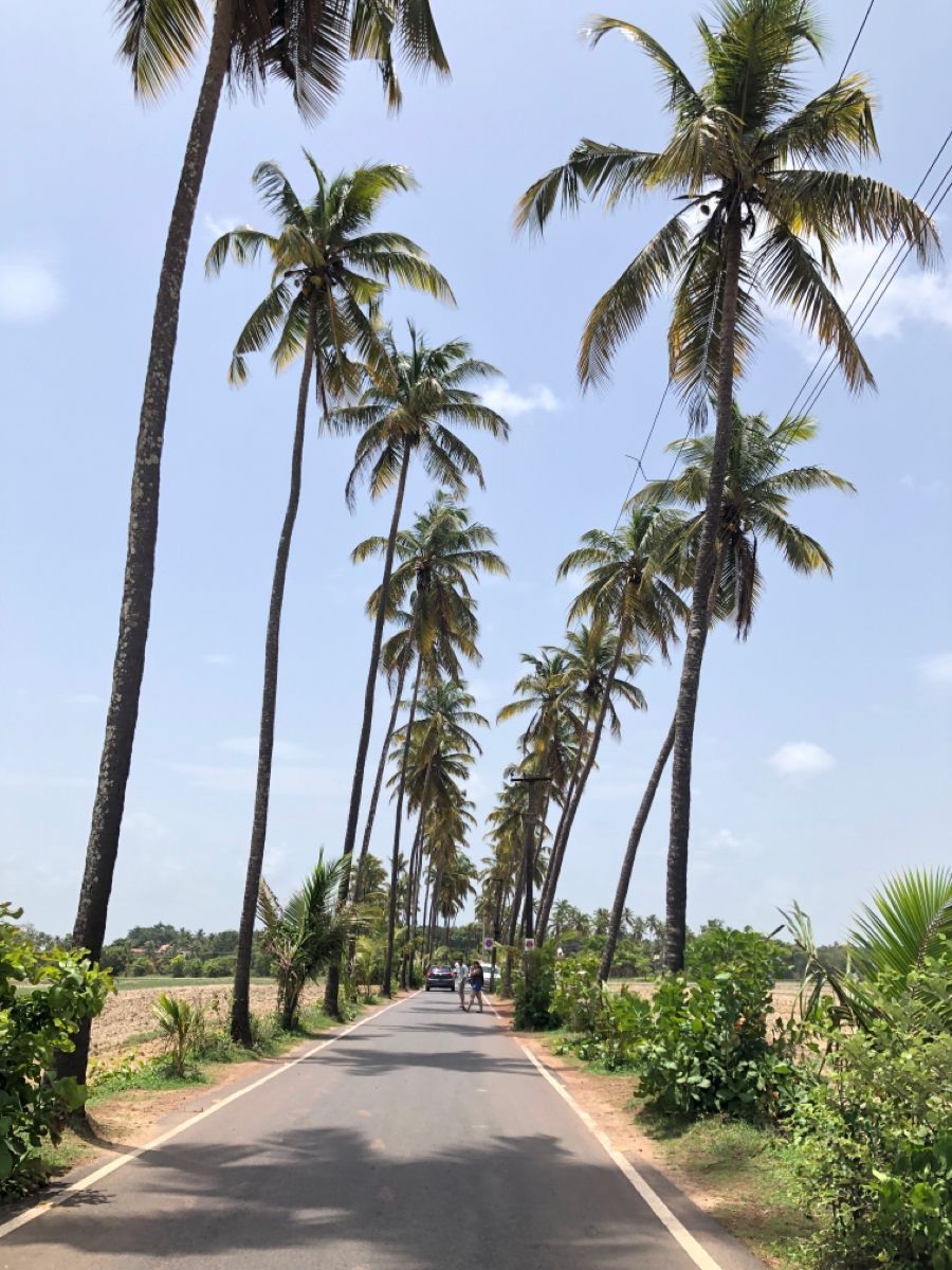 Goa Vibes 8